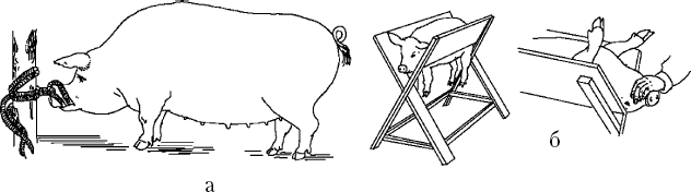 Кастрация свиней, кастрация хряков, кастрированный кабан (фото)