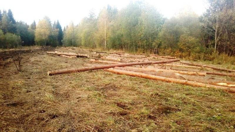 Разрешенно ли пилить дрова на землях сельхозназначения | pskovyurist.ru
