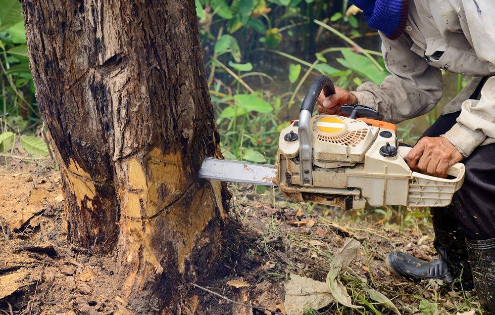 Как правильно спилить и повалить дерево