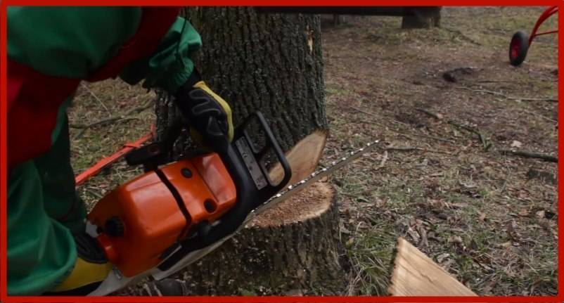 Как правильно пилить деревья бензопилой: крупные, небольшие, выбор инструмента, инструкция по спилу и валке, техника безопасности