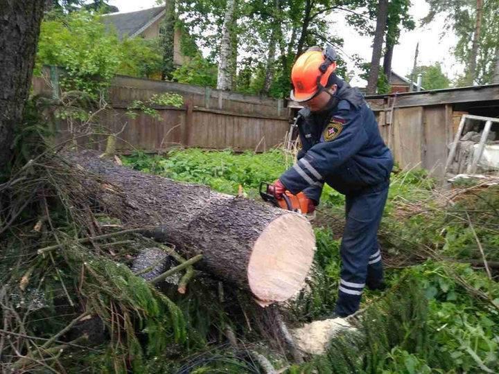 Срубить дерево на территории снт. законная вырубка деревьев на собственном участке и необходимость получения разрешения на вырубку