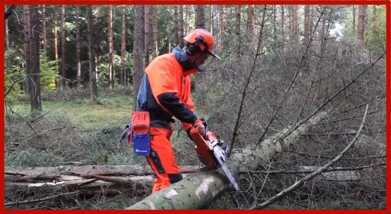 Как правильно спилить дерево бензопилой: правила безопасности при валке деревьев