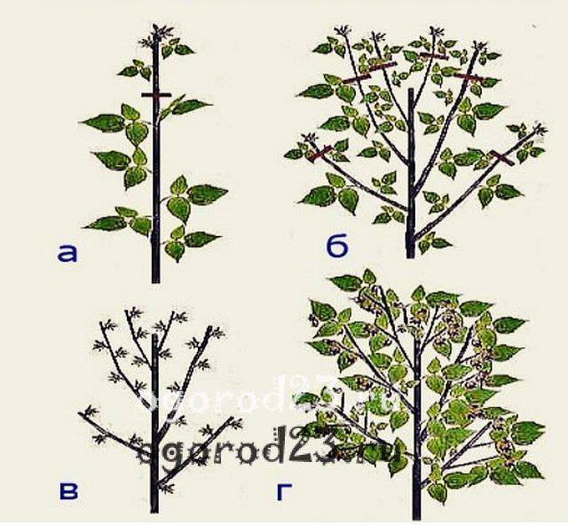 Малиновое дерево: сорта, особенности выращивания и обрезки, фото