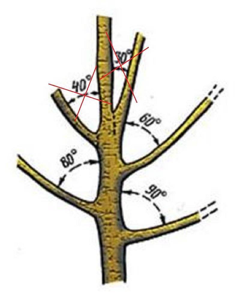 Ствол и ветки яблони. Скелетные ветви яблони. Обрезка ствола яблони. Обрезка скелетных веток у яблони. Обрезка скелетных ветвей у яблони.