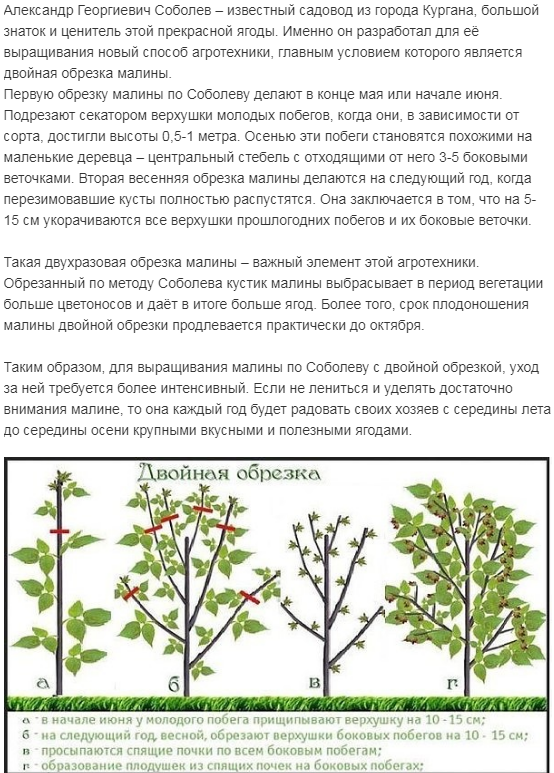 Уход за малиновым деревом осенью: посадка, подкормка, защита