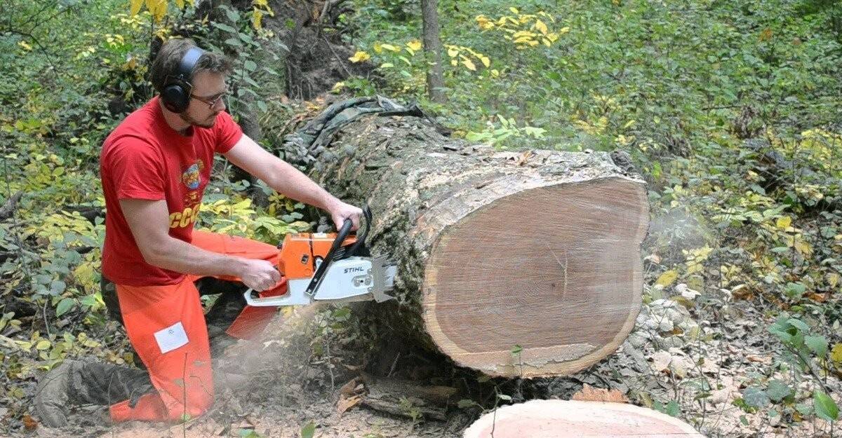 Как свалить дерево в нужном направлении бензопилой