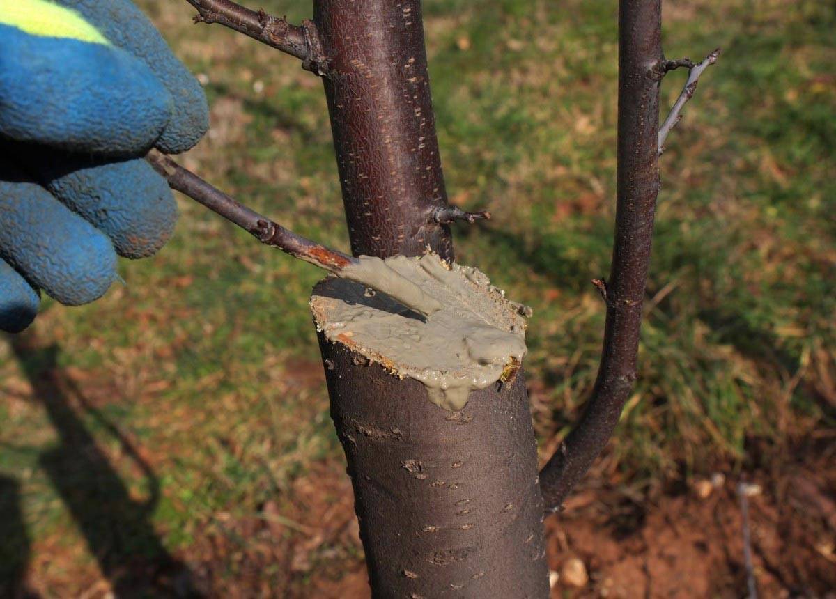 Обрезка плодовых деревьев весной: советы опытных садоводов