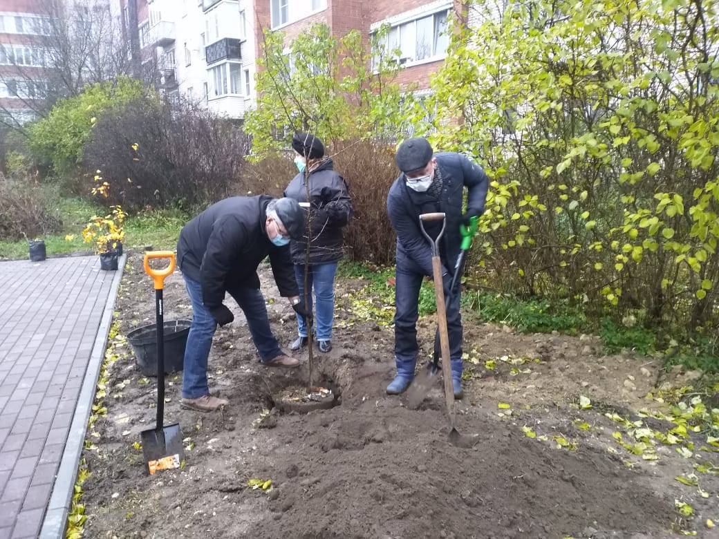 Куда жаловаться, если спилили деревья без разрешения на вашем участке или во дворе, если это были соседи, электрики или незнакомцы, и что за это грозит?
