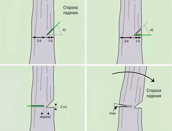 Как правильно спилить дерево бензопилой: руководство для начинающих