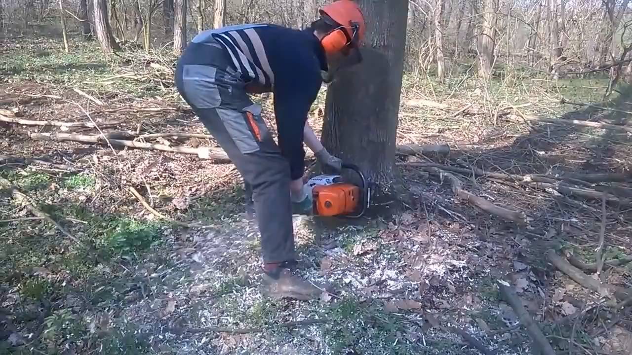 Как правильно спилить дерево бензопилой. как правильно пилить и валить дерево с помощью бензопилы, правила, техника