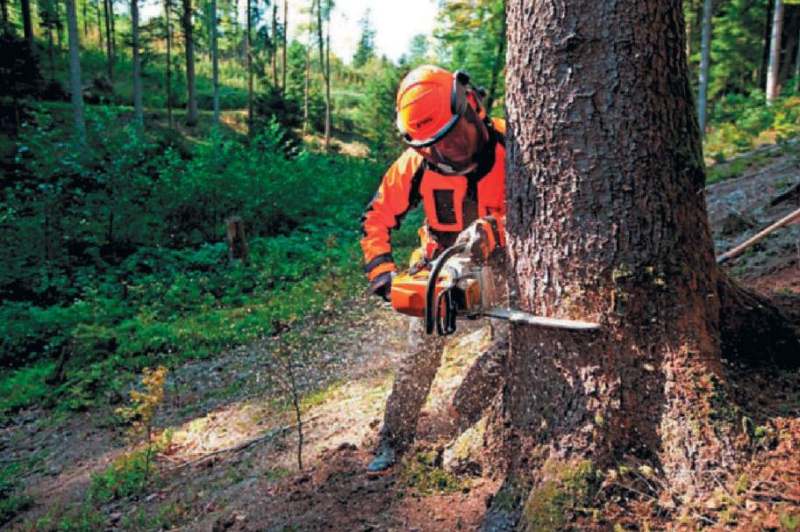 Охрана труда при лесозаготовительных работах