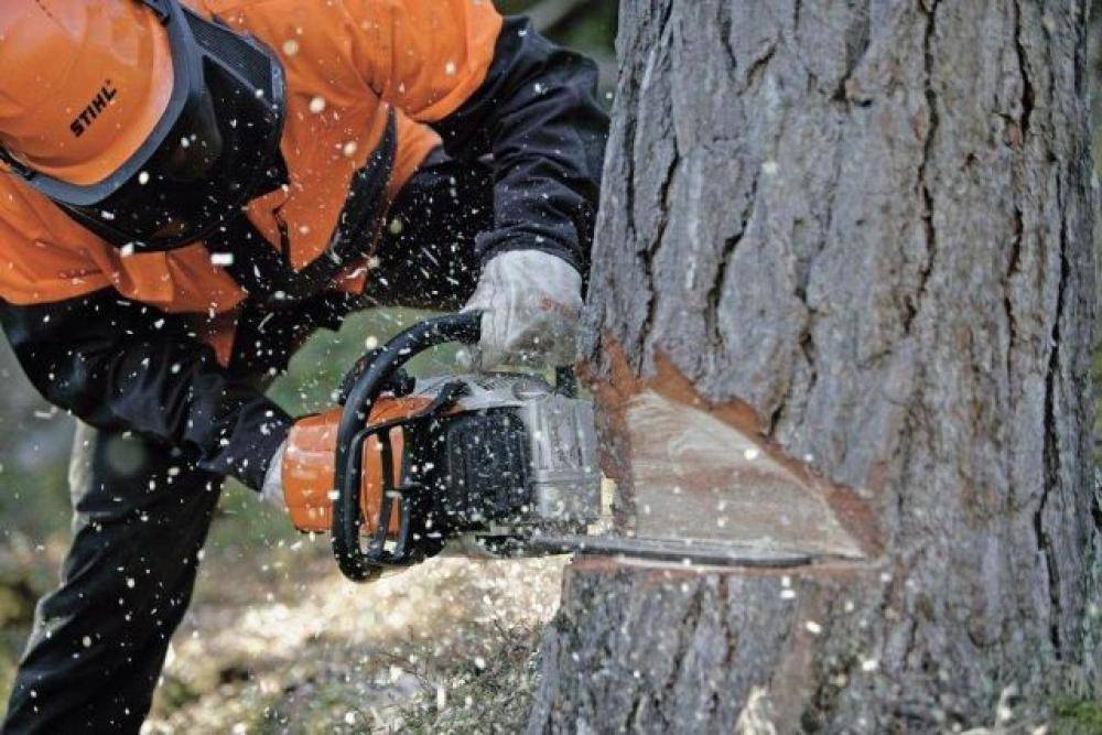 Как правильно спилить дерево бензопилой – безопасно и эффективно!