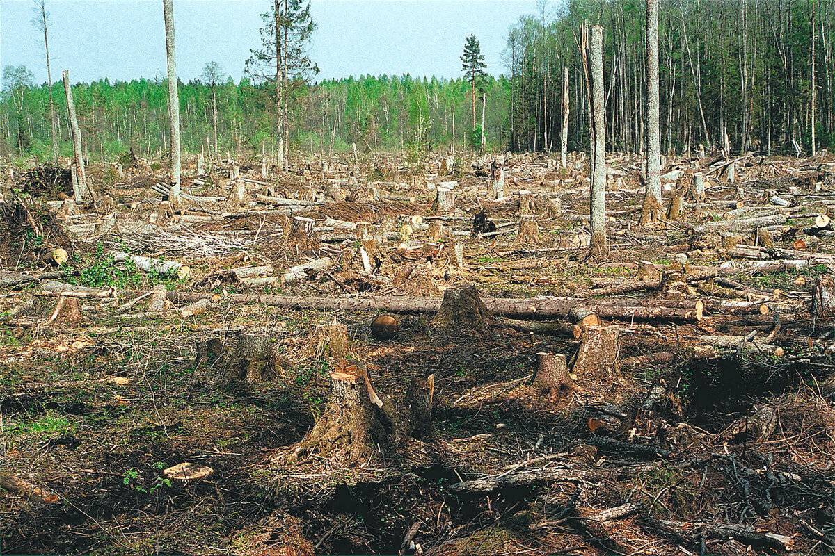 Лес на землях сельхозназначения » "лесной регион" - отраслевая газета северо-запада россии