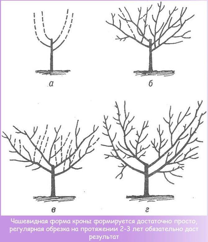 [инструкция] осенняя обрезка деревьев: сроки и описание
