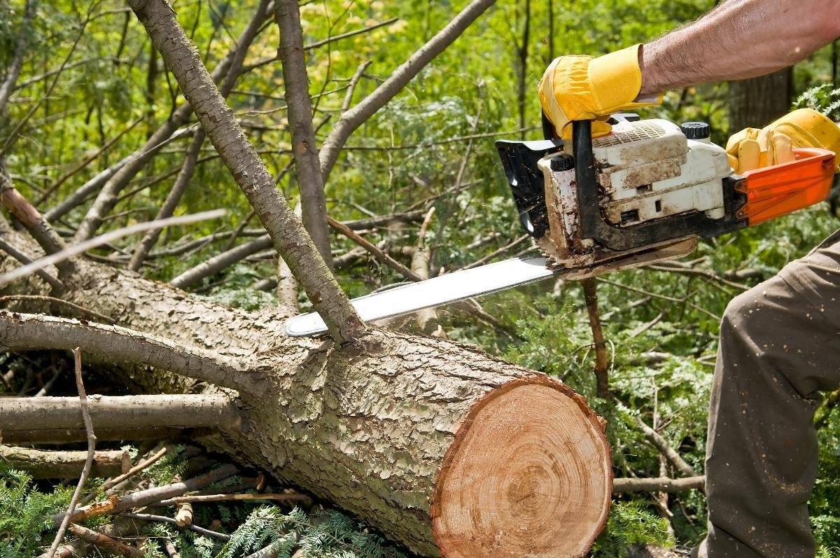 Срубив дерево на своем участке, можно получить серьезный штраф и даже уголовную ответственность