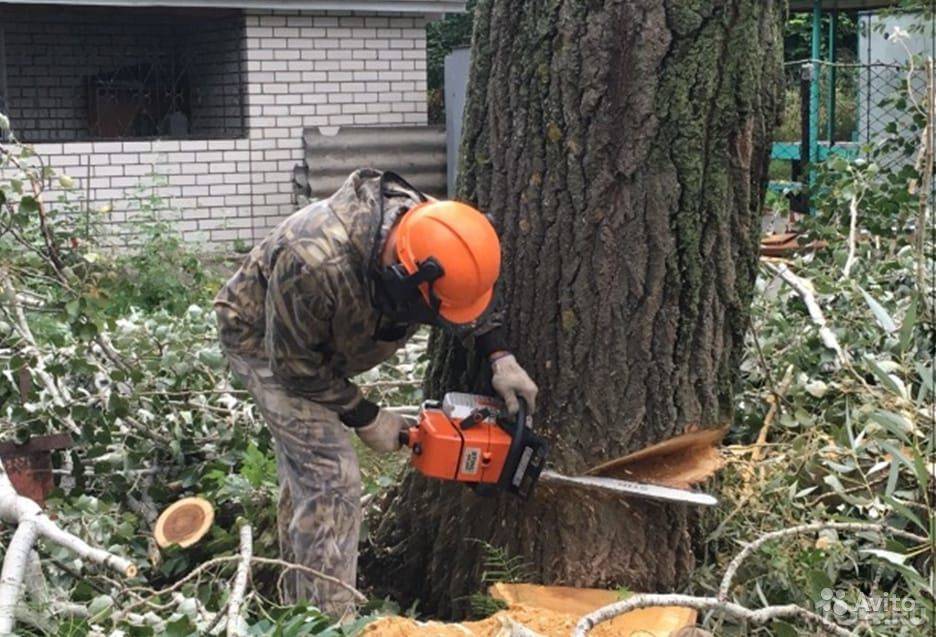 Как правильно спилить дерево - можно ли сделать это самому и куда обращаться?