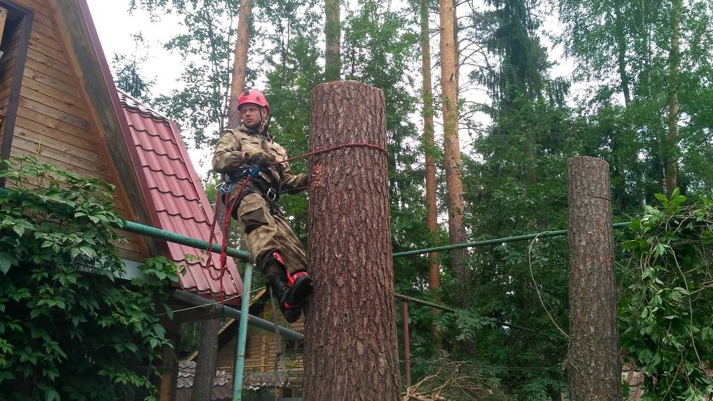Незаконная вырубка деревьев в городе, штраф за спиленное дерево и вырубку дерева в лесу | cl-forest.ru