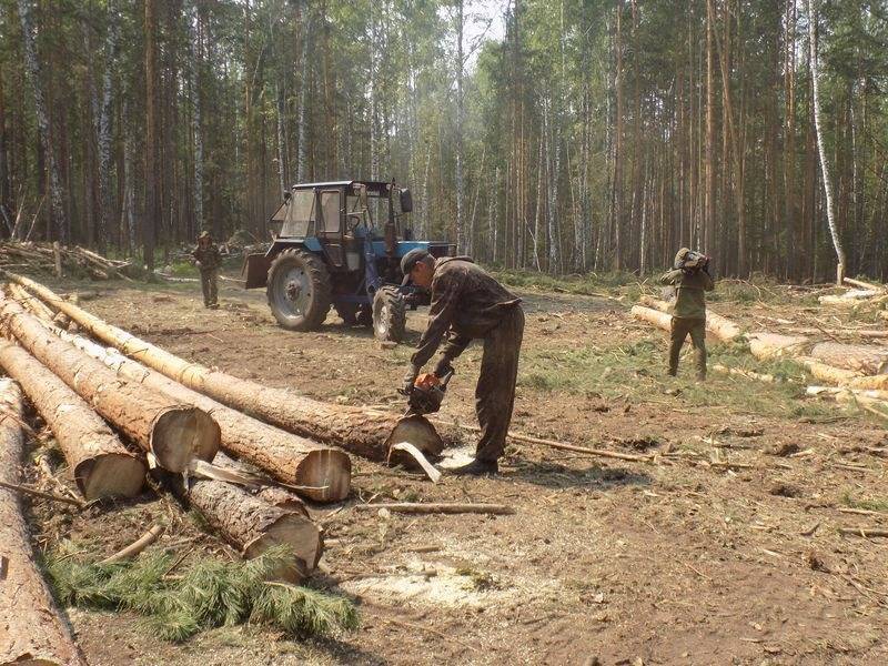 Можно ли спиливать деревья на своем участке, в том числе дачном, а также в городе, в лесу, как получить разрешение, чем грозит незаконный спил?