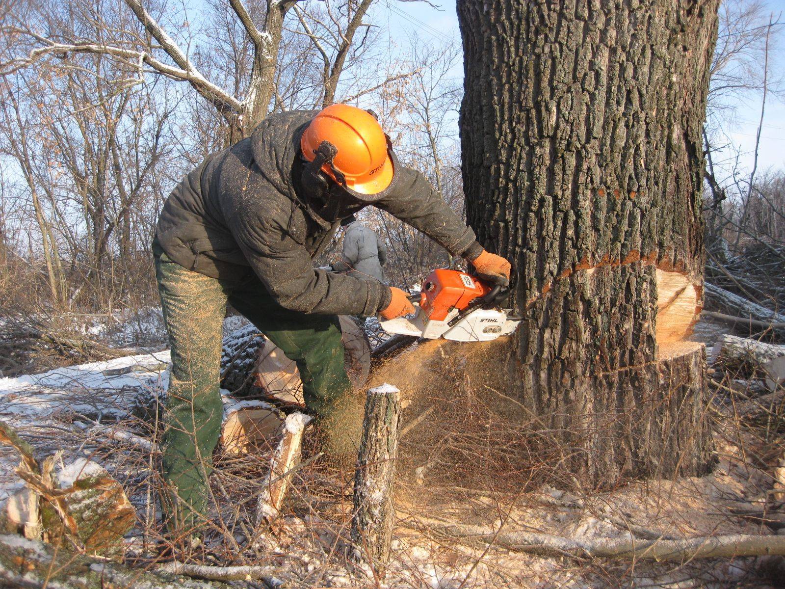 Спилить дерево на своем земельном участке - закон о вырубке деревьев