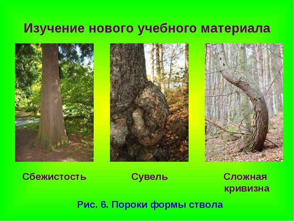 Виды пороков древесины и их влияние на качество пиломатериалов