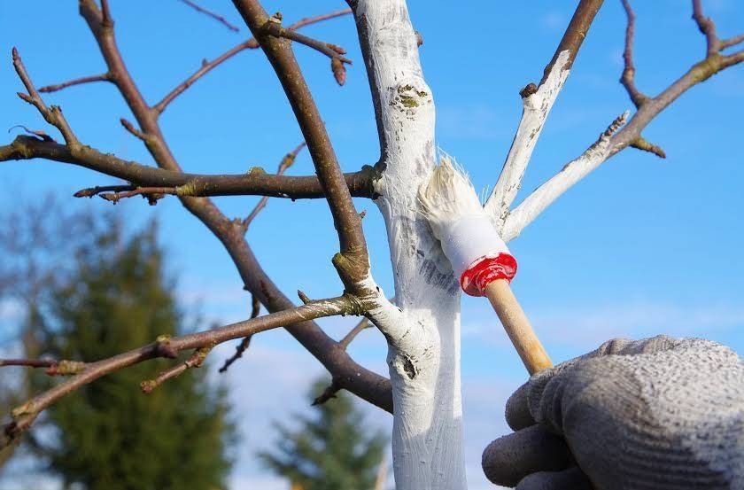 Зимняя и весенняя обрезка плодовых деревьев: советы опытных садовников и подробное видео обрезки