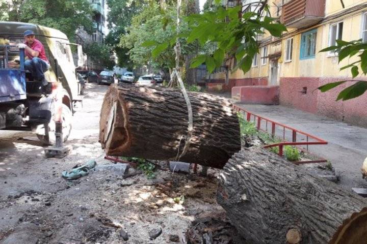 Деревья во дворе многоквартирного дома. Вывоз спиленных деревьев. Вырубка деревьев на придомовой территории многоквартирного дома. Сломанные ветки дерева во дворе жилого дома.